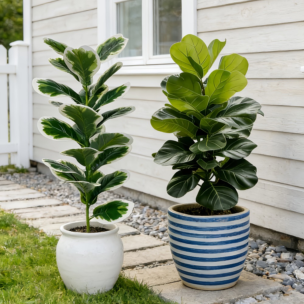 Fiddle Leaf Fig - Dış Mekan Yapay Banyan Ağaçları Gerçekçi