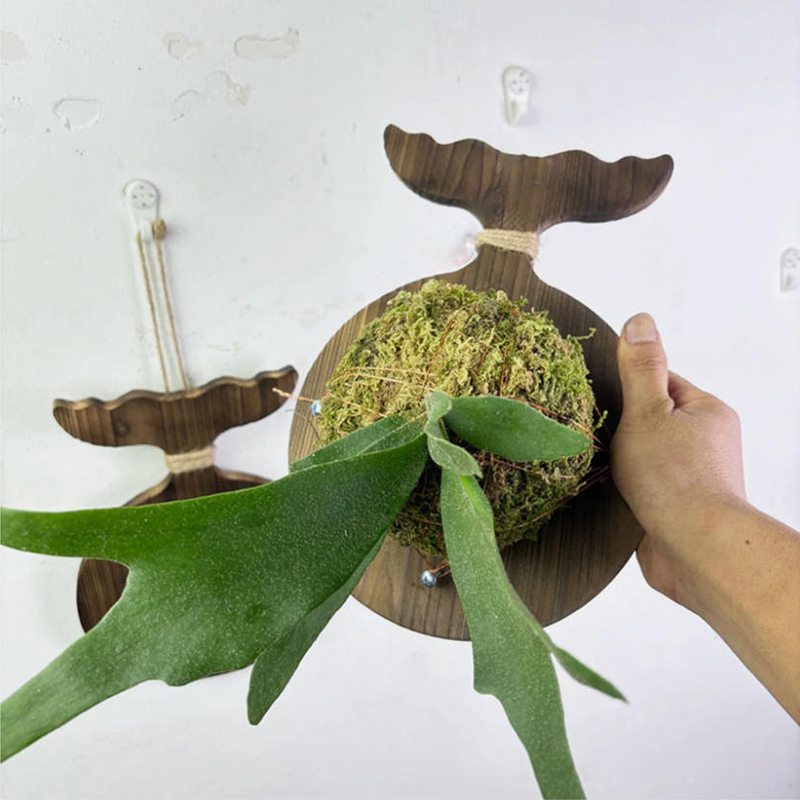 Yeni Ahşap Geyik Boynuzu Eğrel - Plant Parent incelemesi ve fiyatı