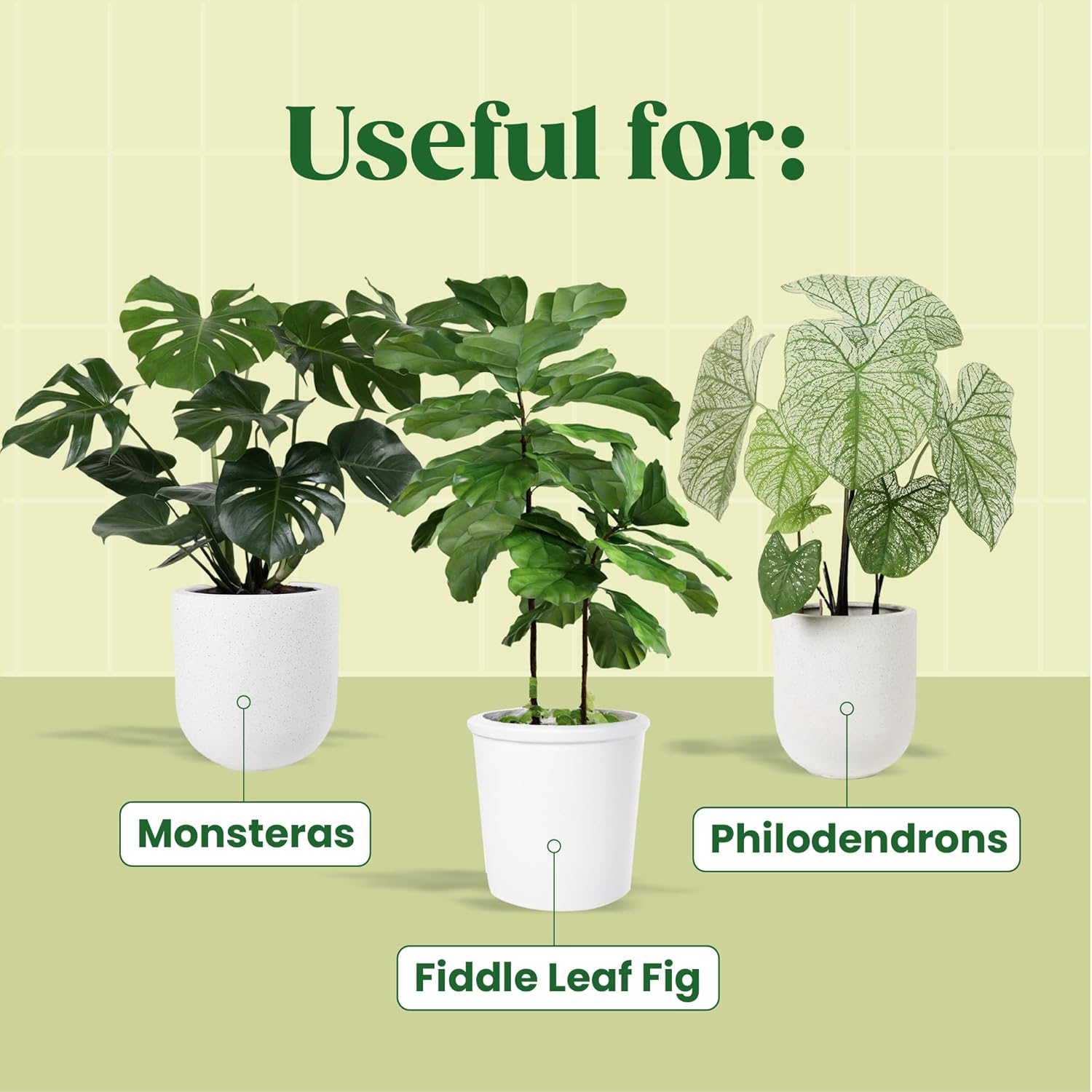 KALOYANOV Bitki Serumu N ° Yük - Fiddle Leaf Fig incelemesi ve fiyatı