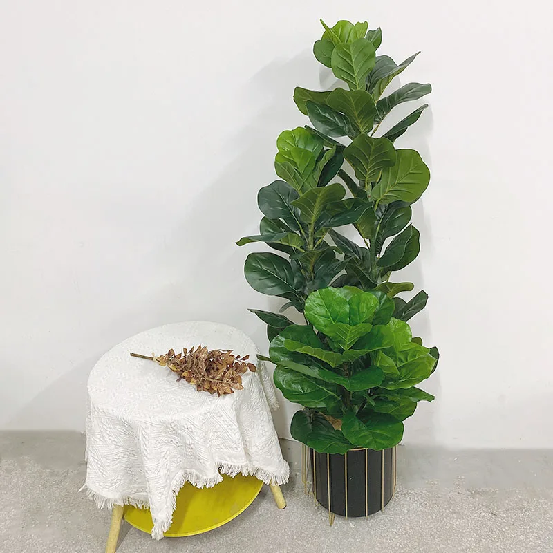 35-150cm Tropikal Ağaç Büyük Y - Fiddle Leaf Fig incelemesi ve fiyatı