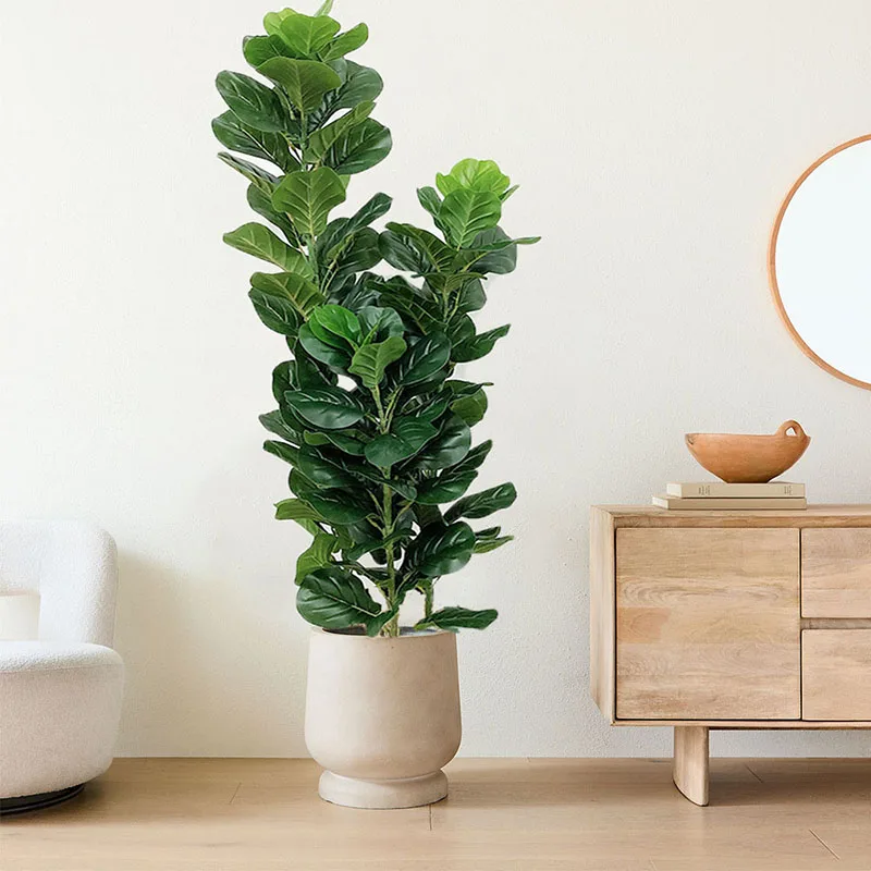 35-150cm Tropikal Ağaç Büyük Y - Fiddle Leaf Fig incelemesi ve fiyatı