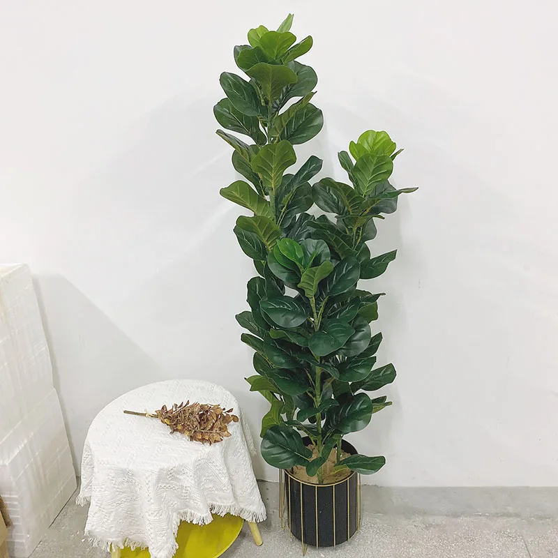 35-150cm Tropikal Ağaç Büyük Y - Fiddle Leaf Fig incelemesi ve fiyatı