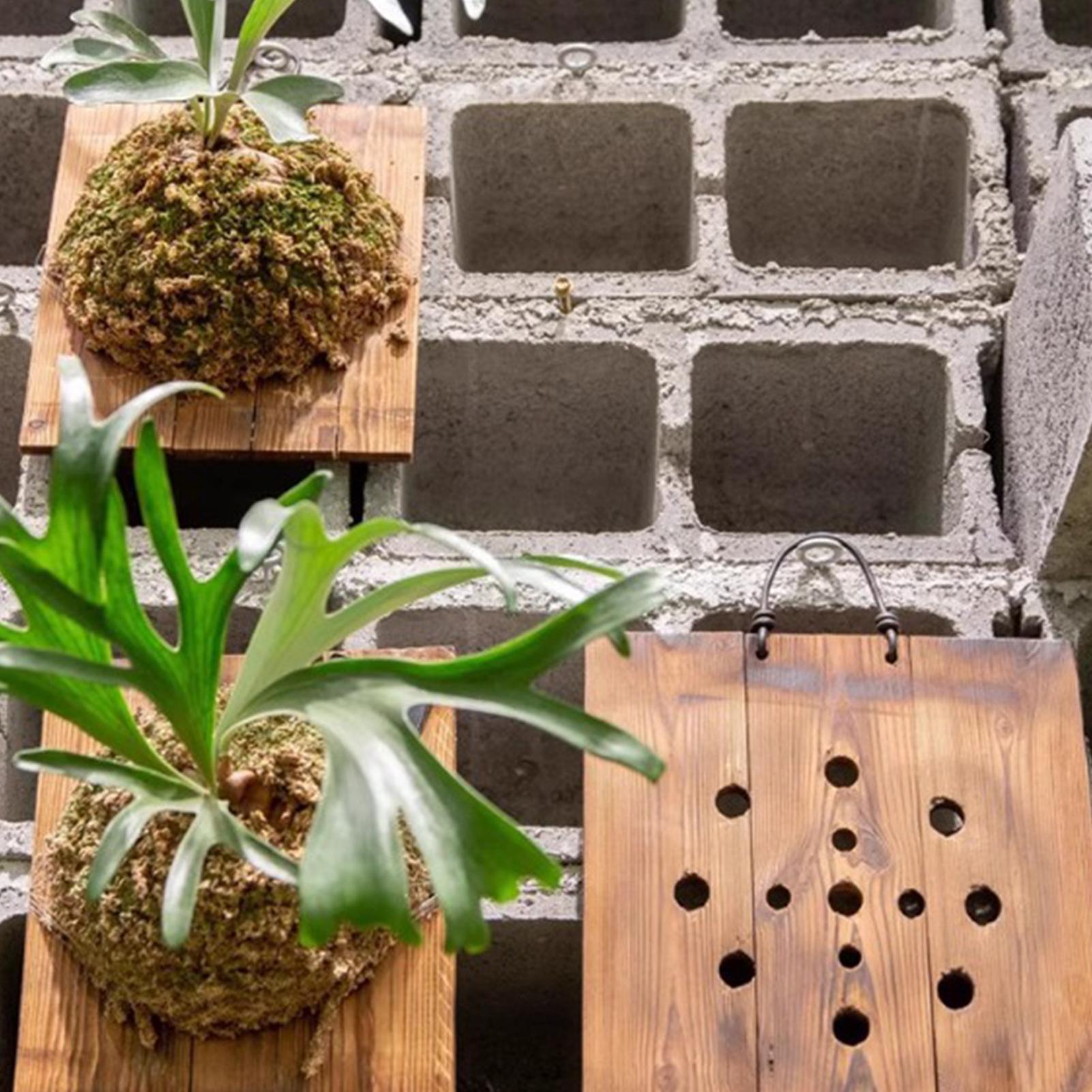 1 adet Kapalı Ahşap Staghorn F - Plant Parent incelemesi ve fiyatı