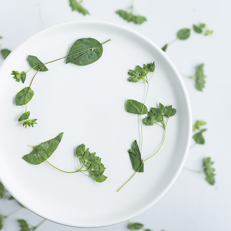 60 Adet Dallı Tavşan Kulağı Çi - Plant Parent Sticker incelemesi ve fiyatı